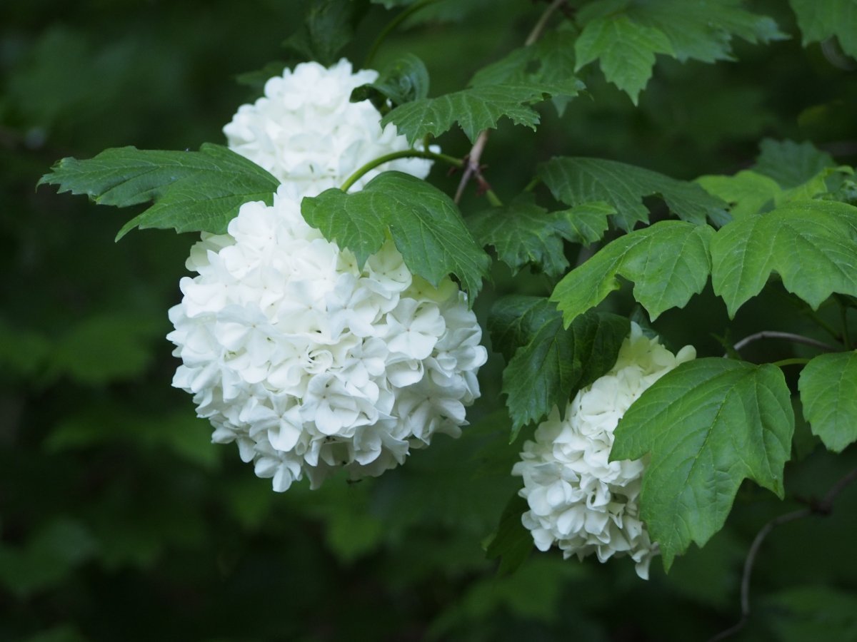 Калина обыкновенная Розеум (Бульденеж) - фото 6