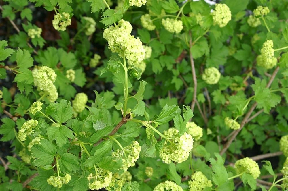 Калина обыкновенная Розеум (Бульденеж) - фото 10