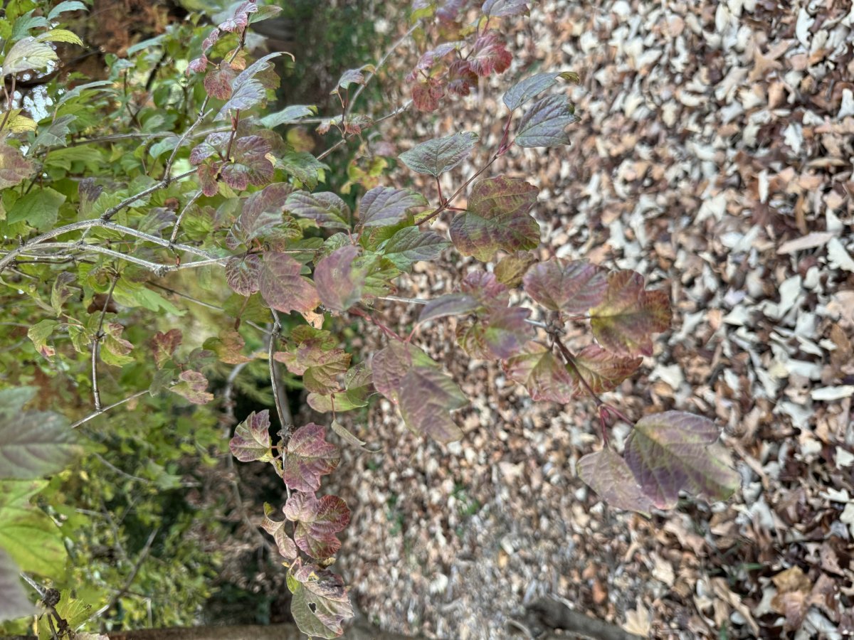 Калина обыкновенная Розеум (Бульденеж)