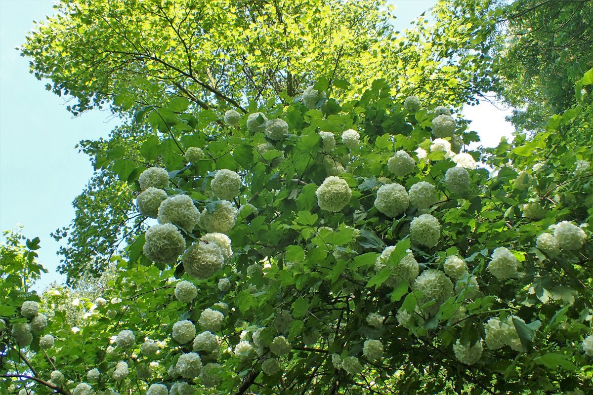 Калина обыкновенная Розеум (Бульденеж) - фото 8