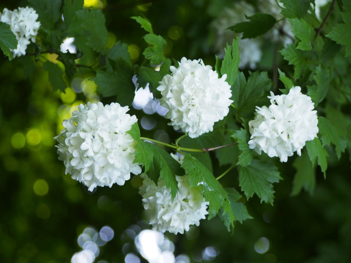 Калина обыкновенная Розеум (Бульденеж) - фото 5