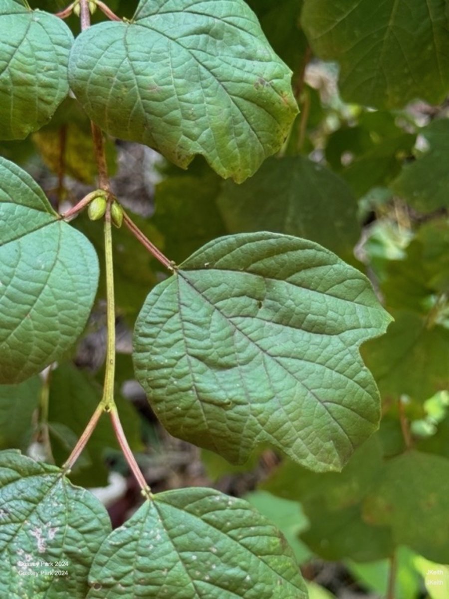 Калина обыкновенная Розеум (Бульденеж) - фото 4