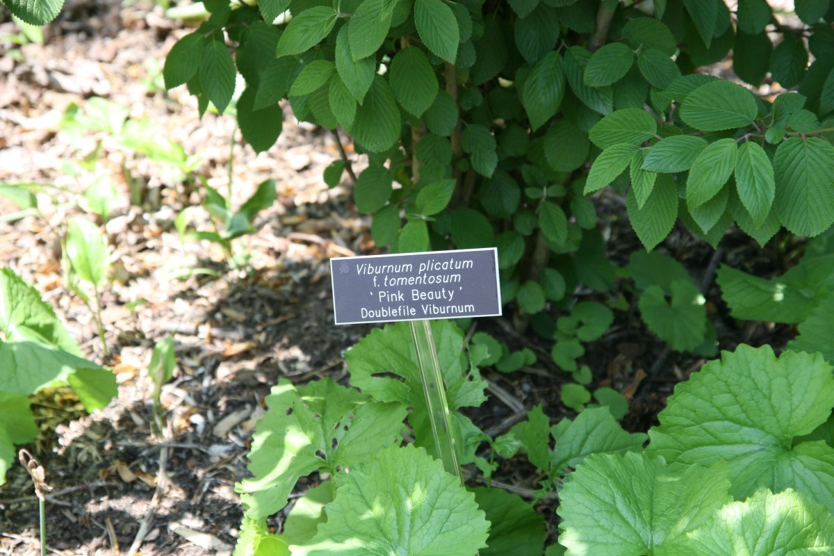 Калина Пинк Бьюти - фото 3