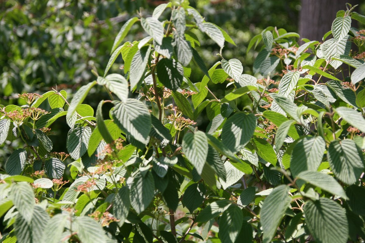 Калина Пинк Бьюти - фото 4