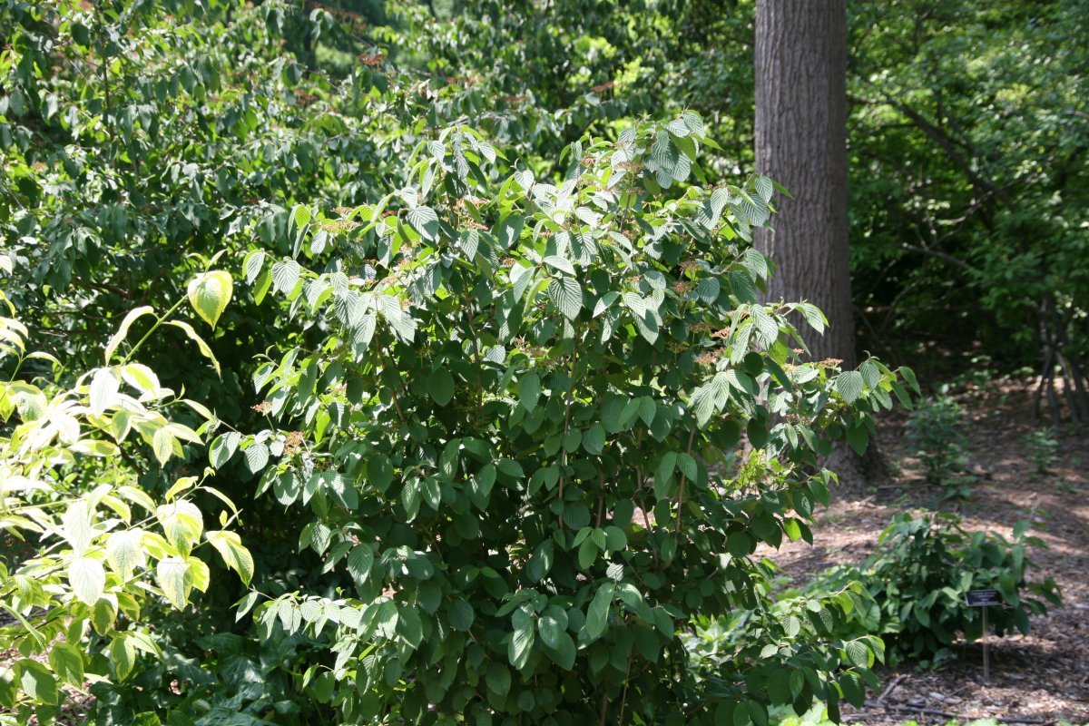 Калина Пинк Бьюти - фото 6