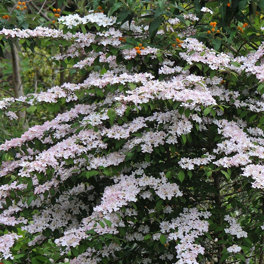 Калина Пинк Бьюти