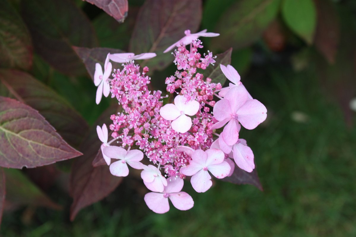 Калина Пинк Бьюти