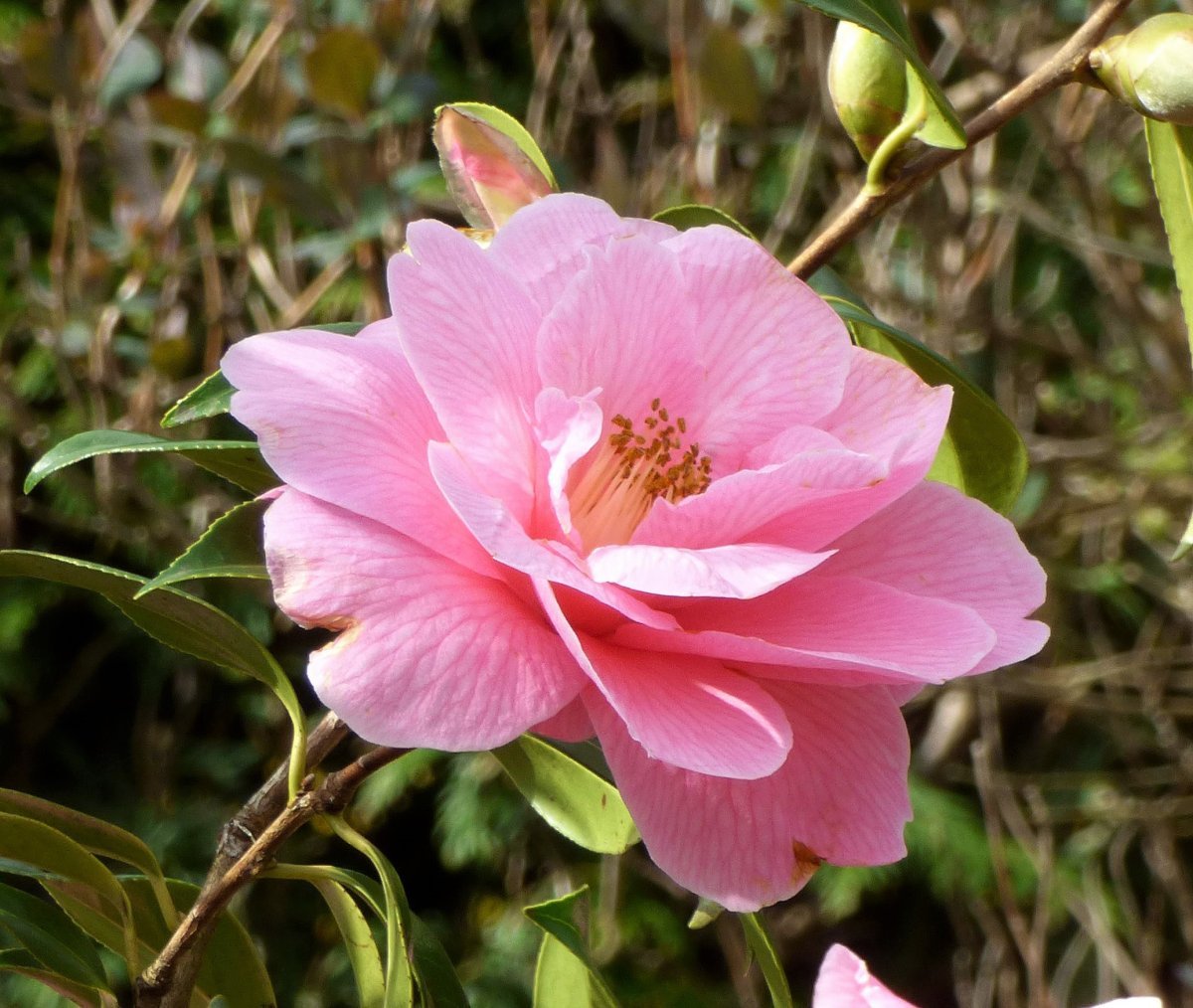 Камелия Дебби