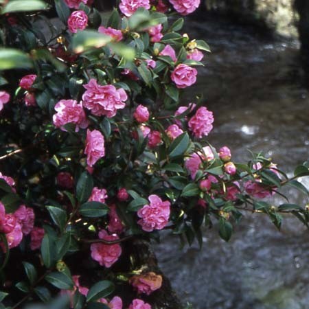 Камелия Дебби