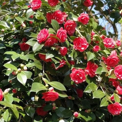 Камелия Леди Кэмпбелл