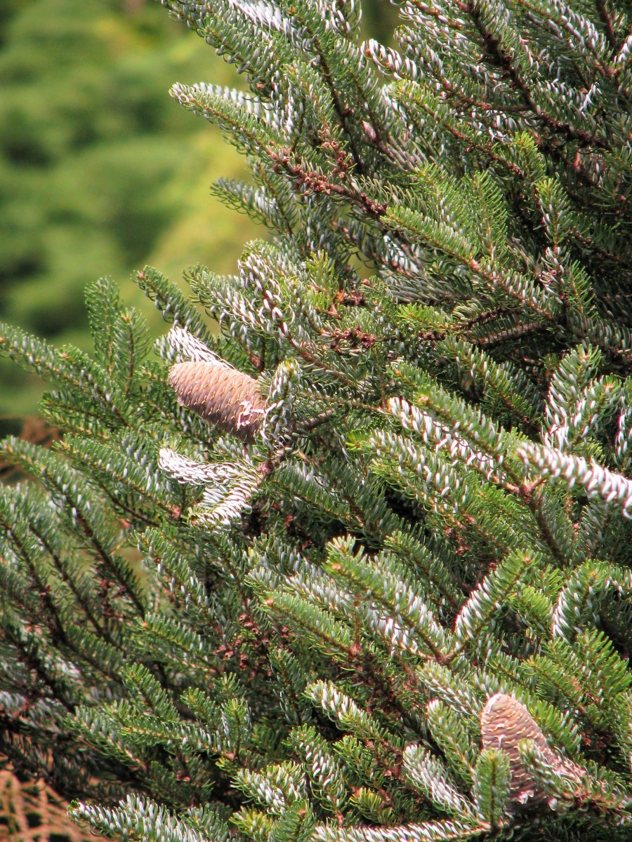 Пихта корейская - фото 9