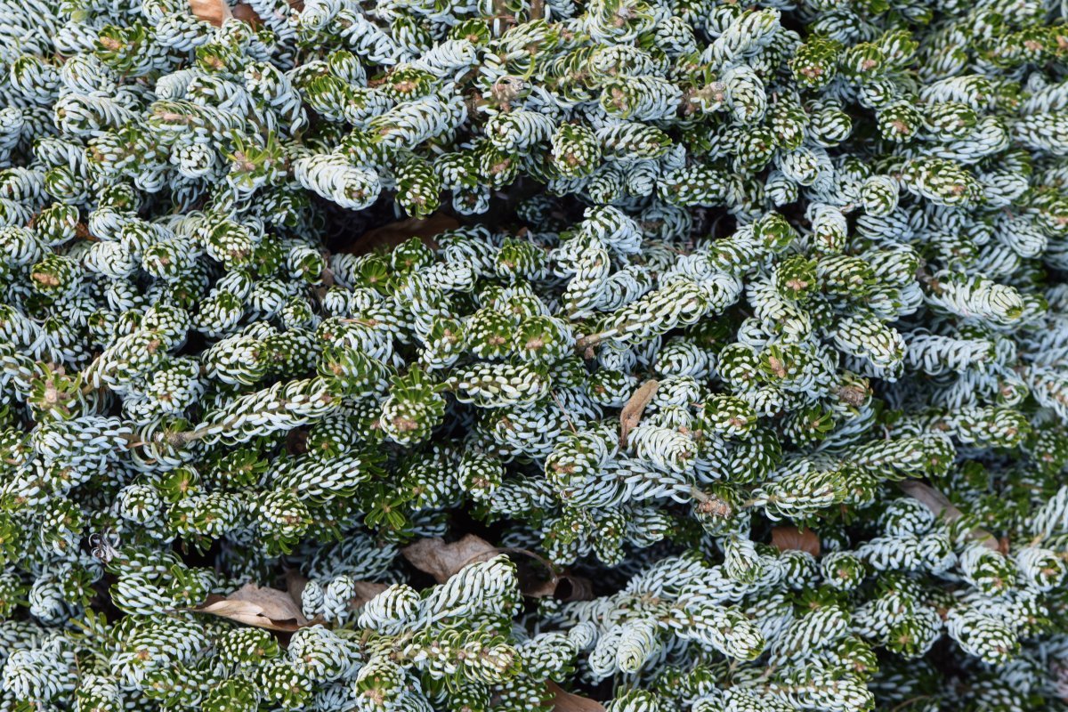 Пихта корейская - фото 5