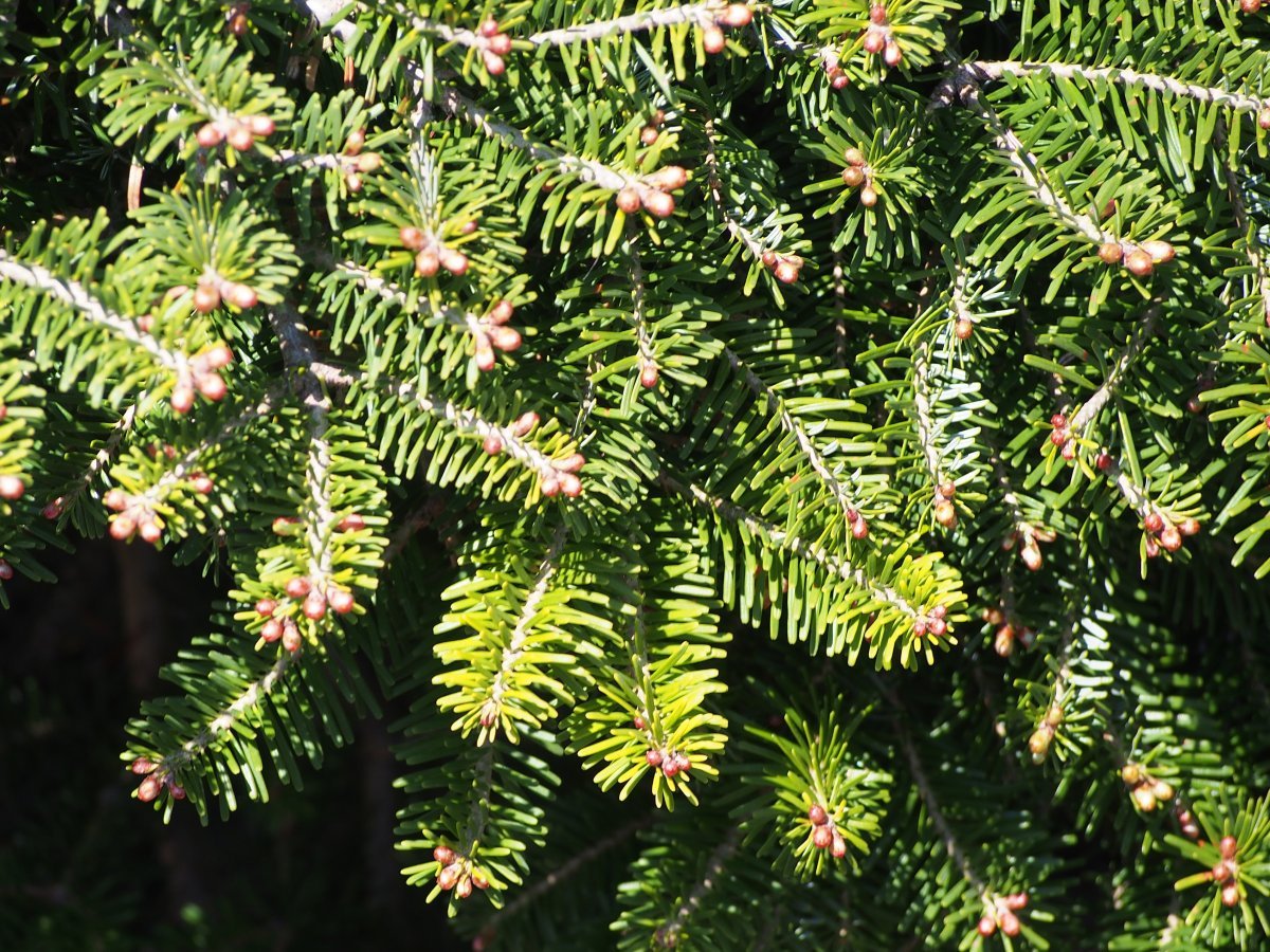 Пихта корейская - фото 8