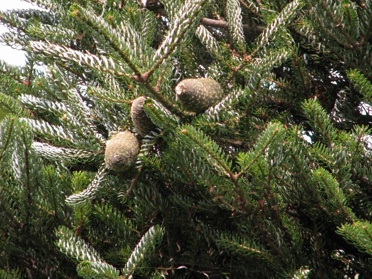 Пихта корейская - фото 10