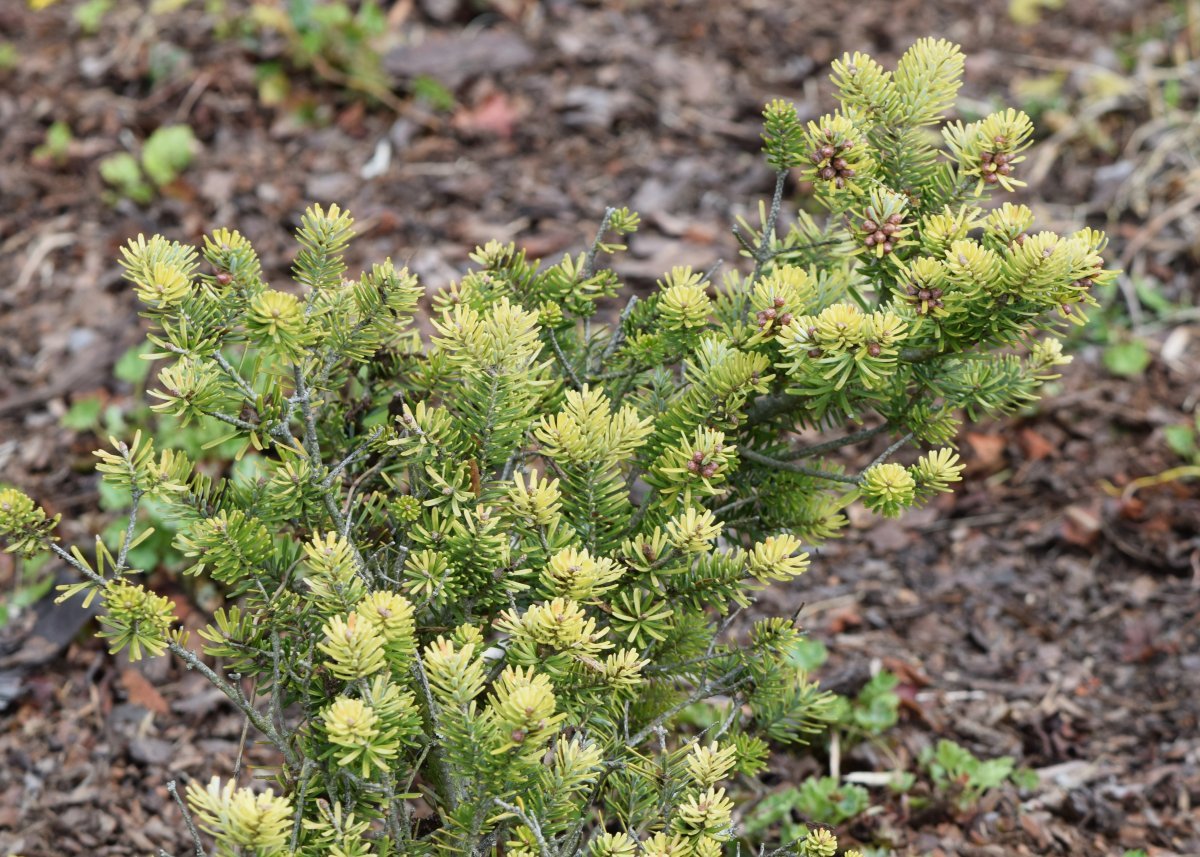 Пихта корейская - фото 3