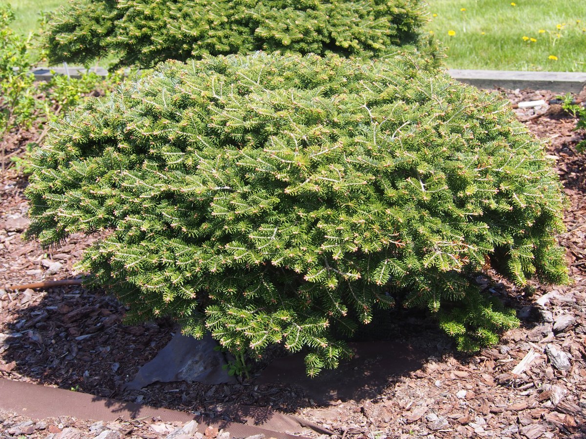 Пихта корейская - фото 7