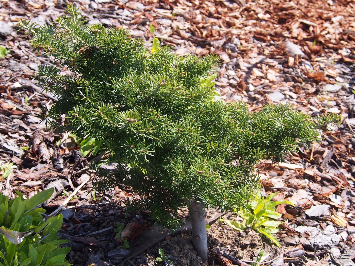 Пихта корейская - фото 11