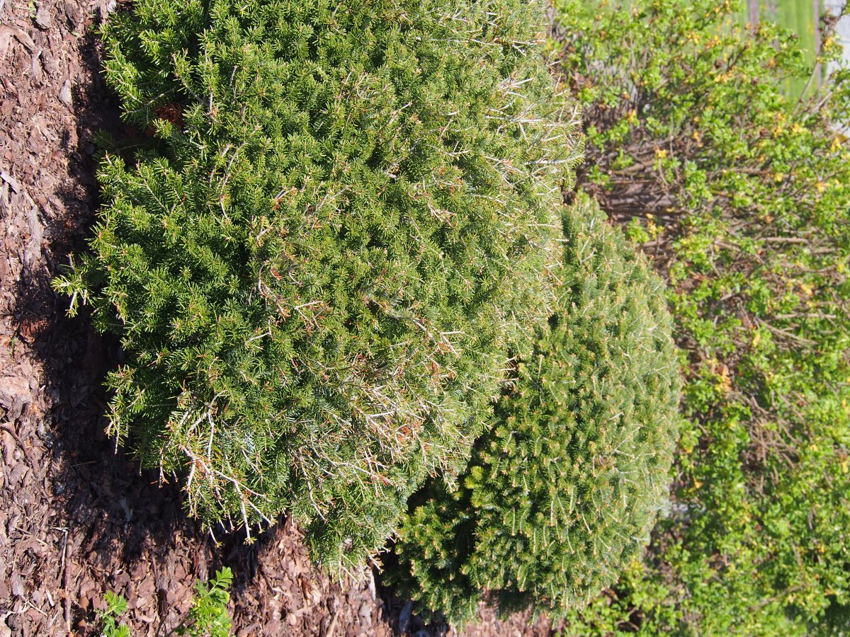 Пихта корейская - фото 6