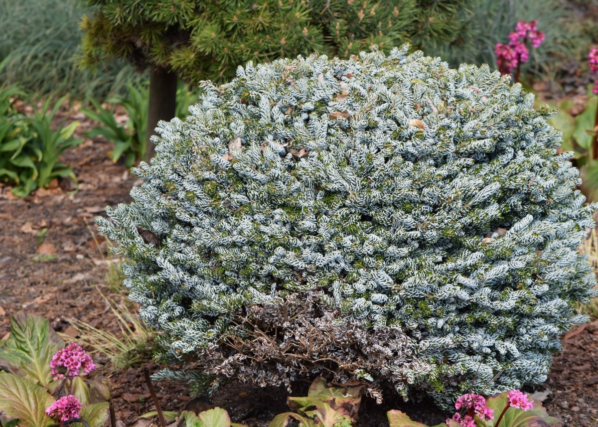 Пихта корейская - фото 4