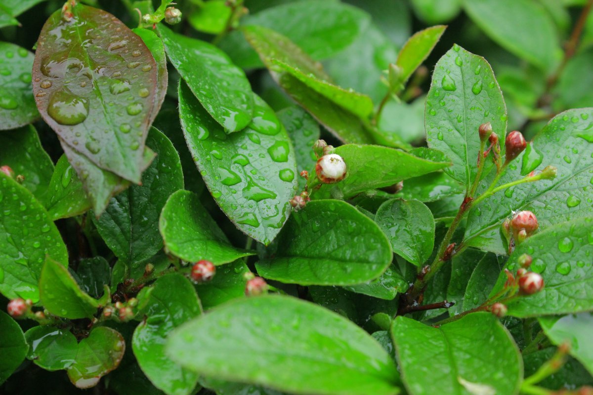 Кизильник блестящий - фото 6