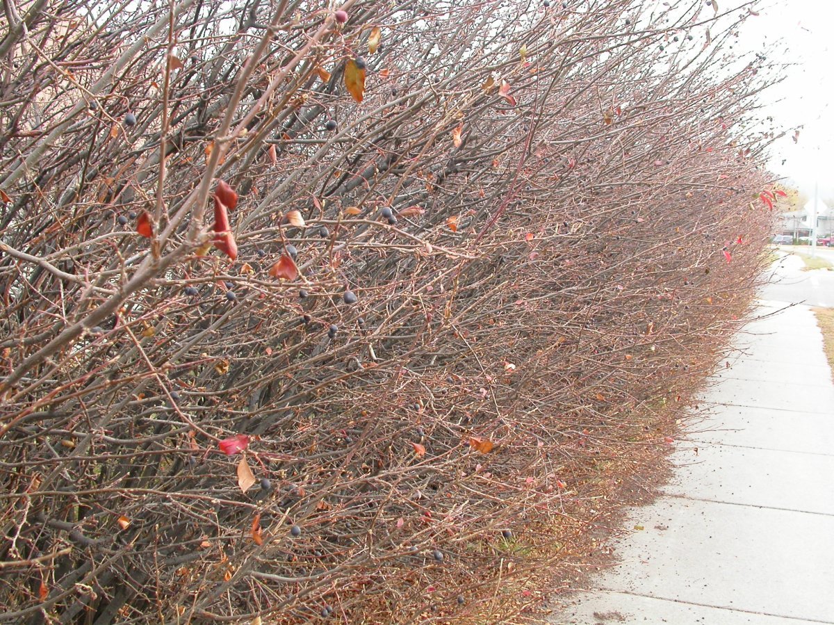 Кизильник блестящий - фото 4