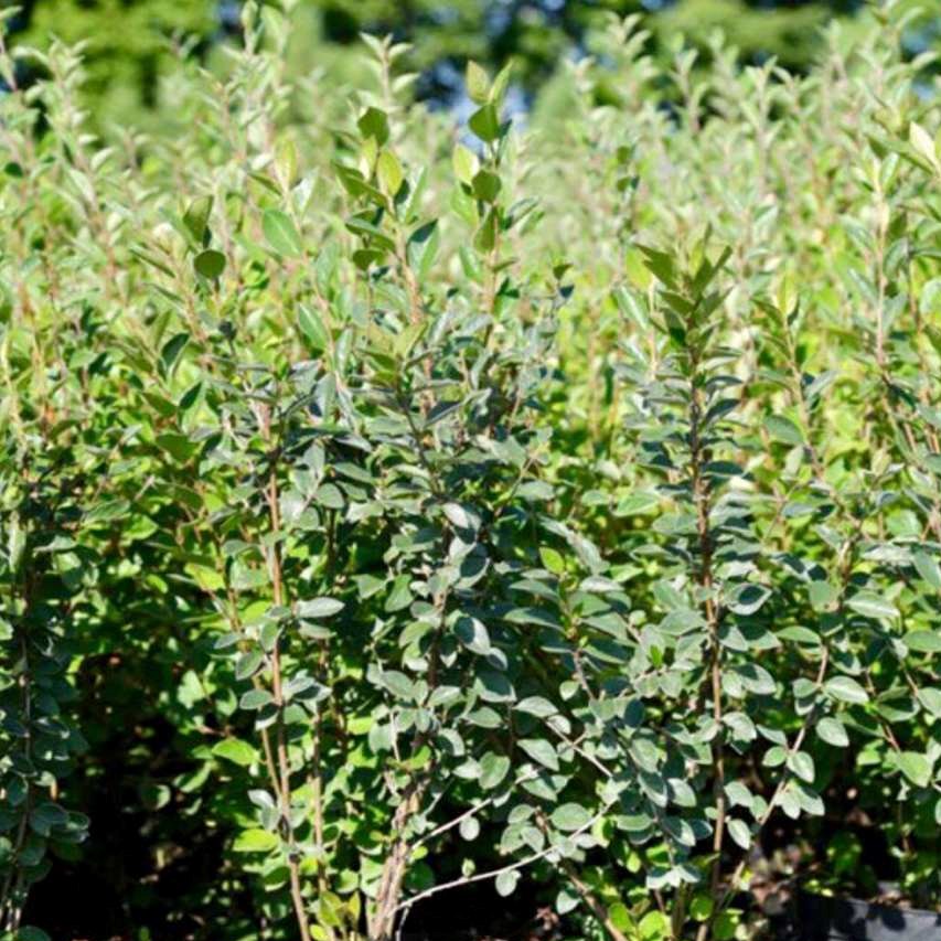 Кизильник блестящий