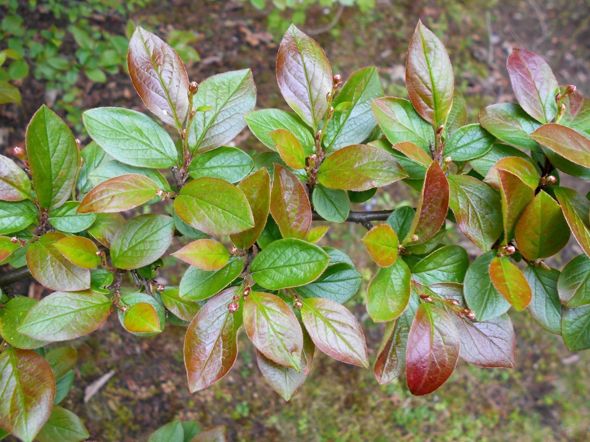 Кизильник блестящий - фото 10