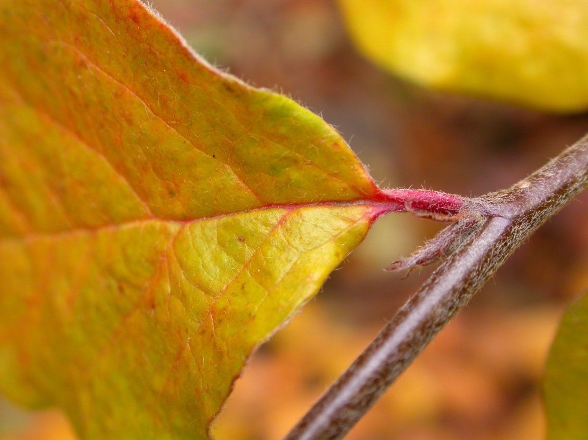Кизильник блестящий - фото 3