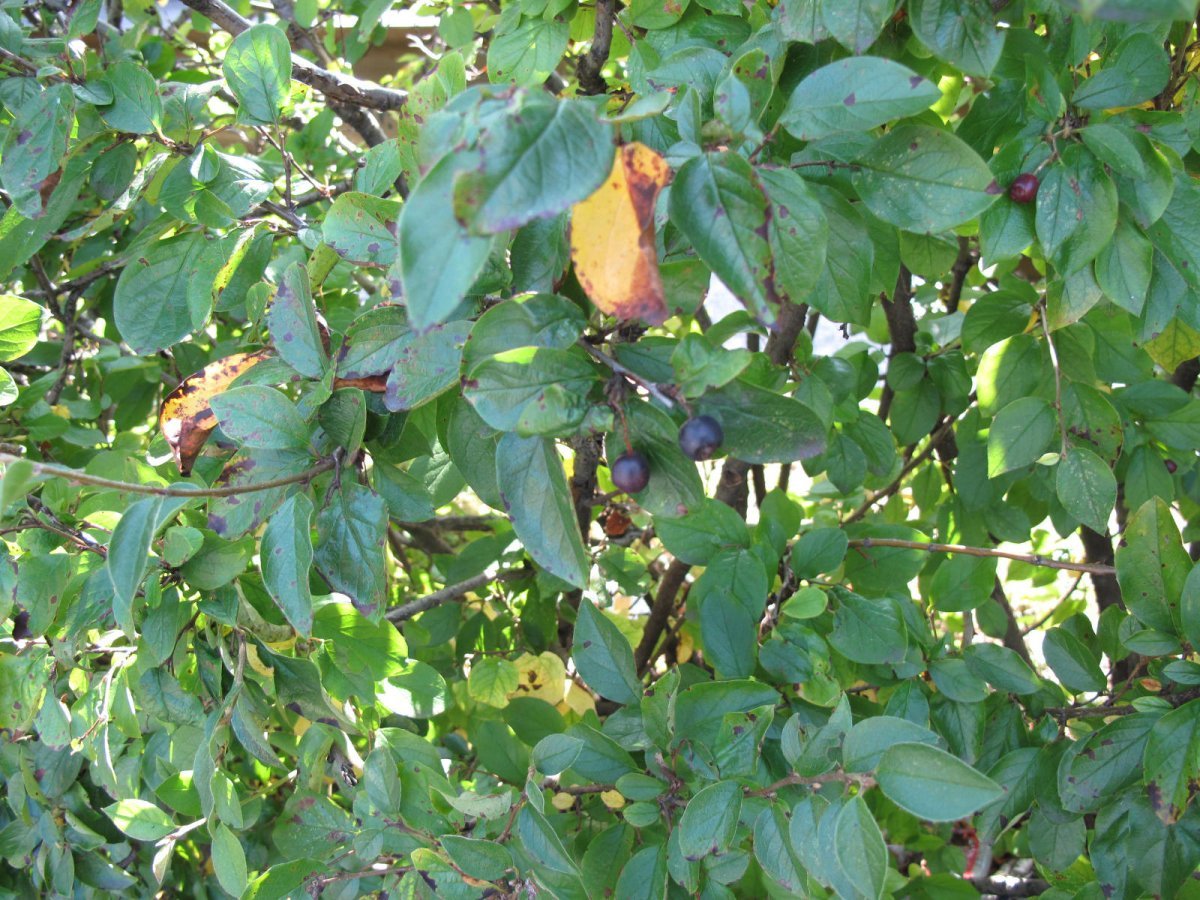 Кизильник блестящий - фото 8