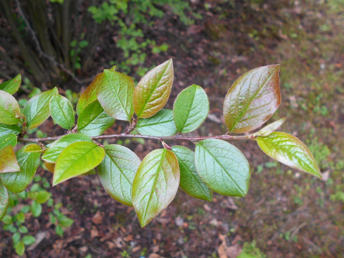 Кизильник блестящий - фото 11