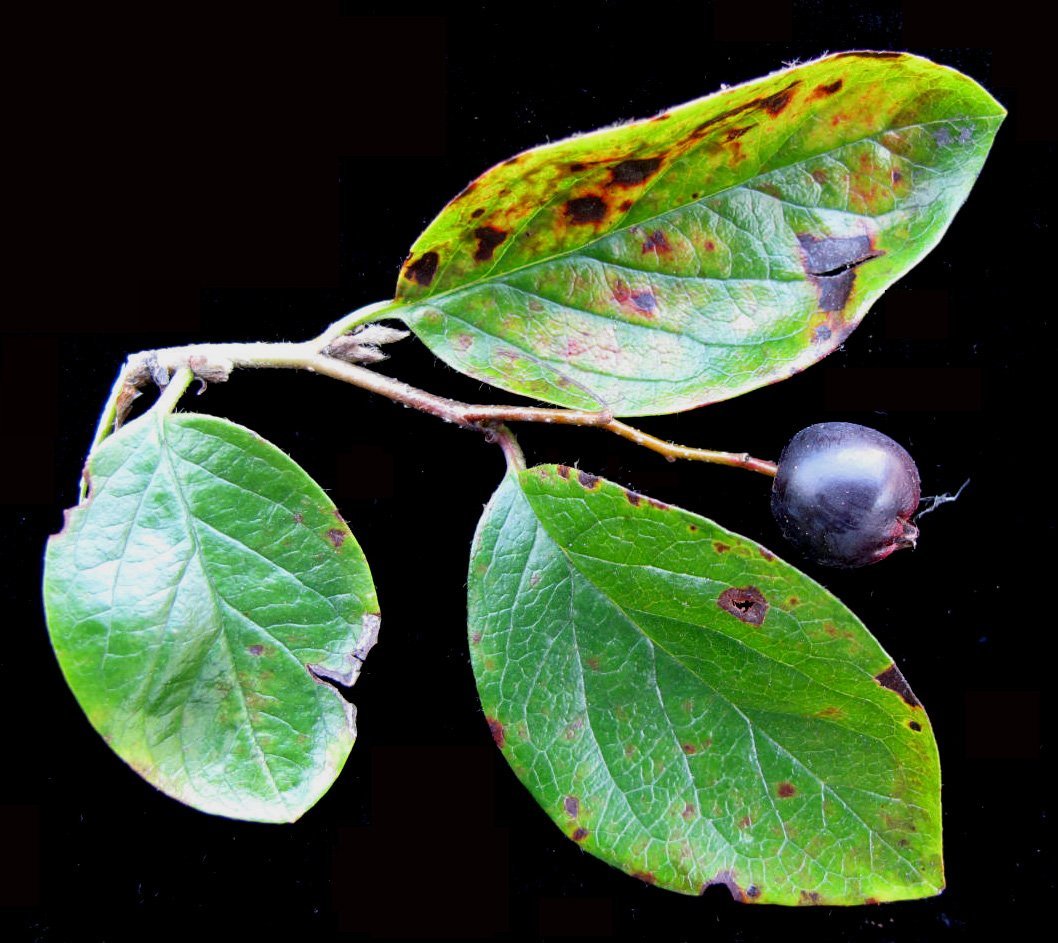 Кизильник блестящий - фото 7