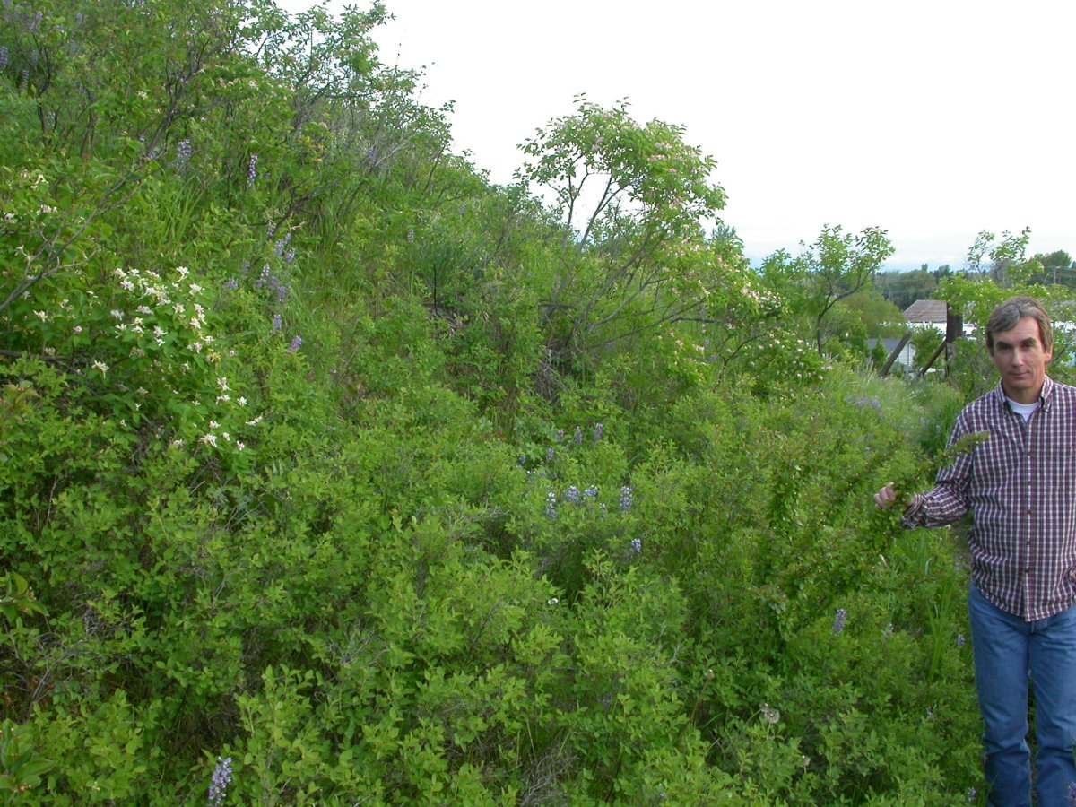 Кизильник блестящий - фото 5