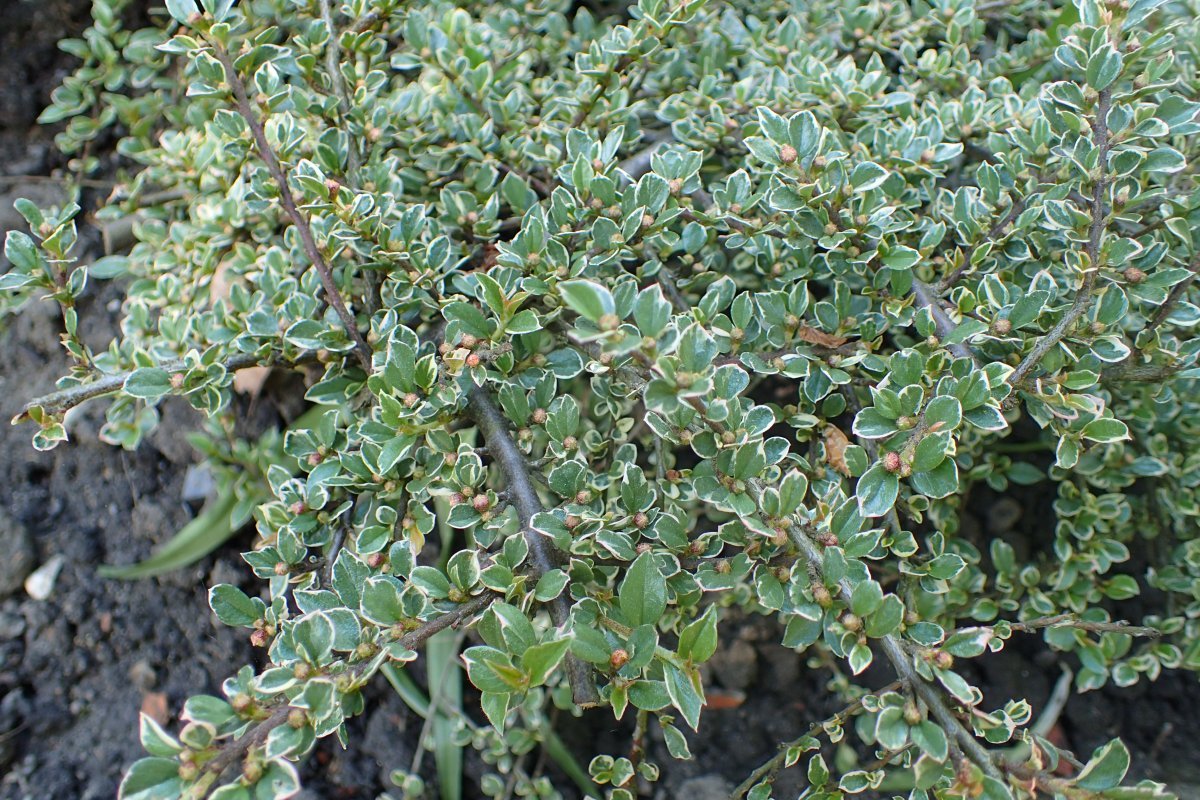 Кизильник горизонтальный Вариегатус - фото 4