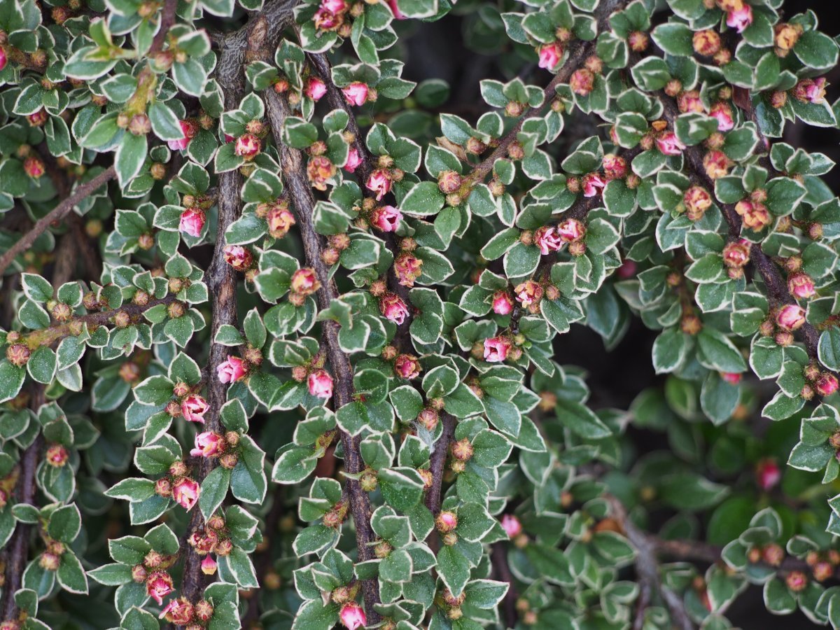 Кизильник горизонтальный Вариегатус - фото 3