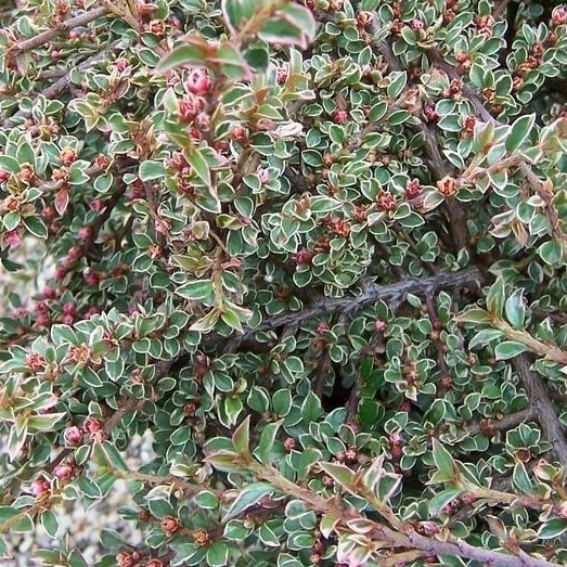 Кизильник горизонтальный Вариегатус