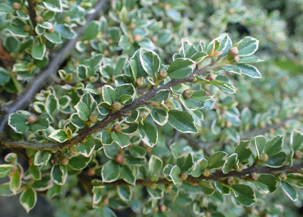 Кизильник горизонтальный Вариегатус - фото 5