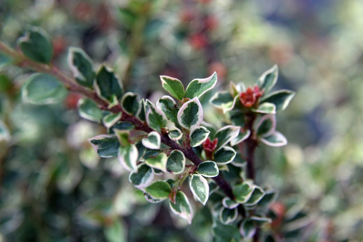 Кизильник горизонтальный Вариегатус - фото 7