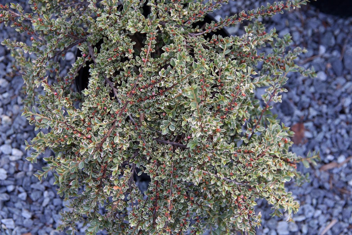 Кизильник горизонтальный Вариегатус - фото 6