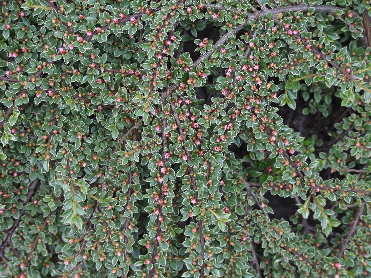 Кизильник горизонтальный Вариегатус - фото 1