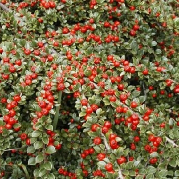 Кизильник Корал Бьюти