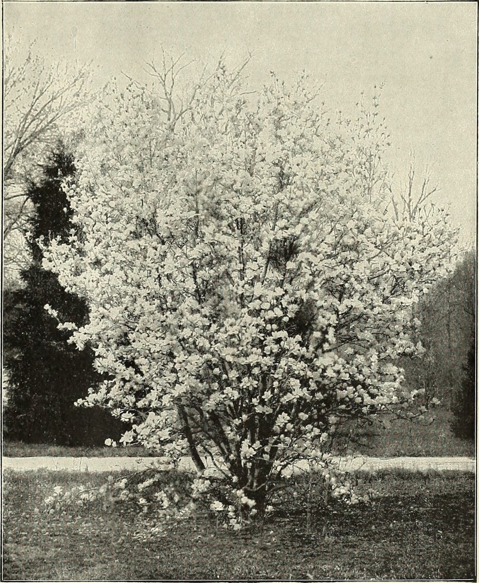 Кизильник Корал Бьюти - фото 3