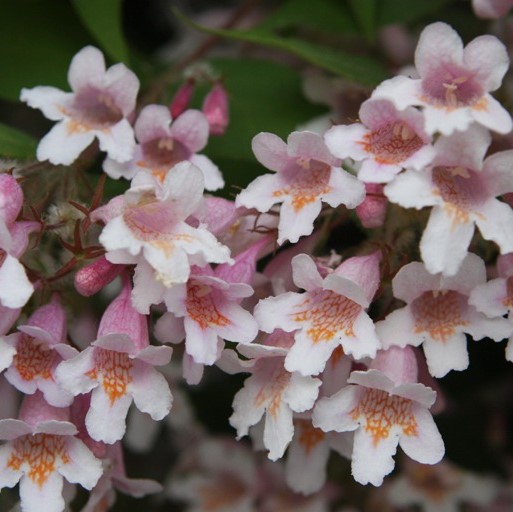 Кольквиция Пинк Клауд