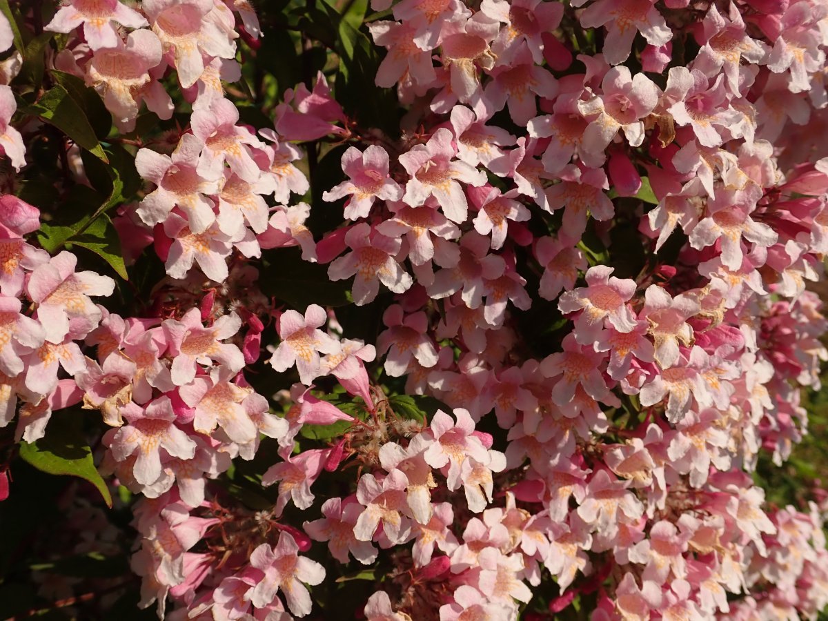 Кольквиция Пинк Клауд - фото 10