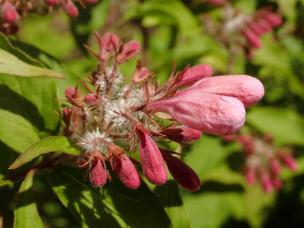 Кольквиция Пинк Клауд - фото 3