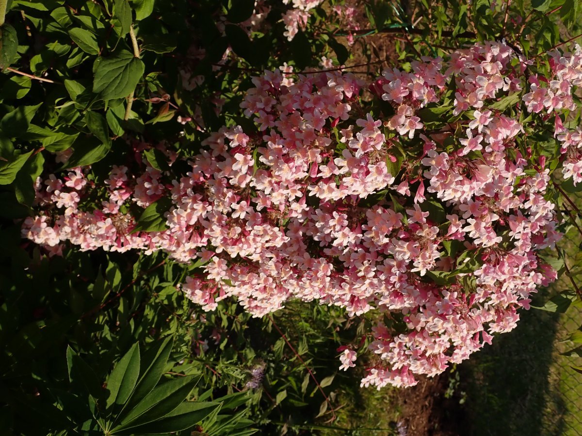 Кольквиция Пинк Клауд - фото 9