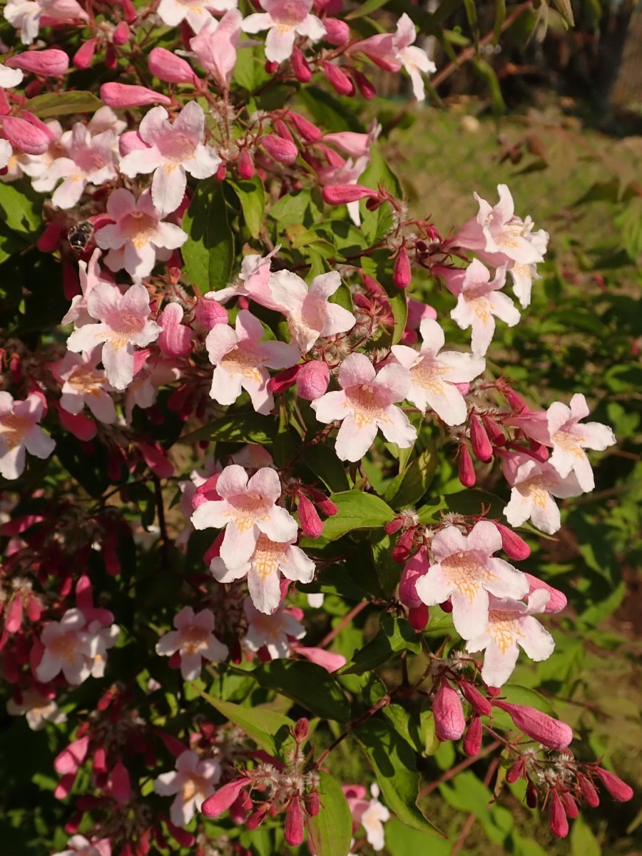 Кольквиция Пинк Клауд - фото 6