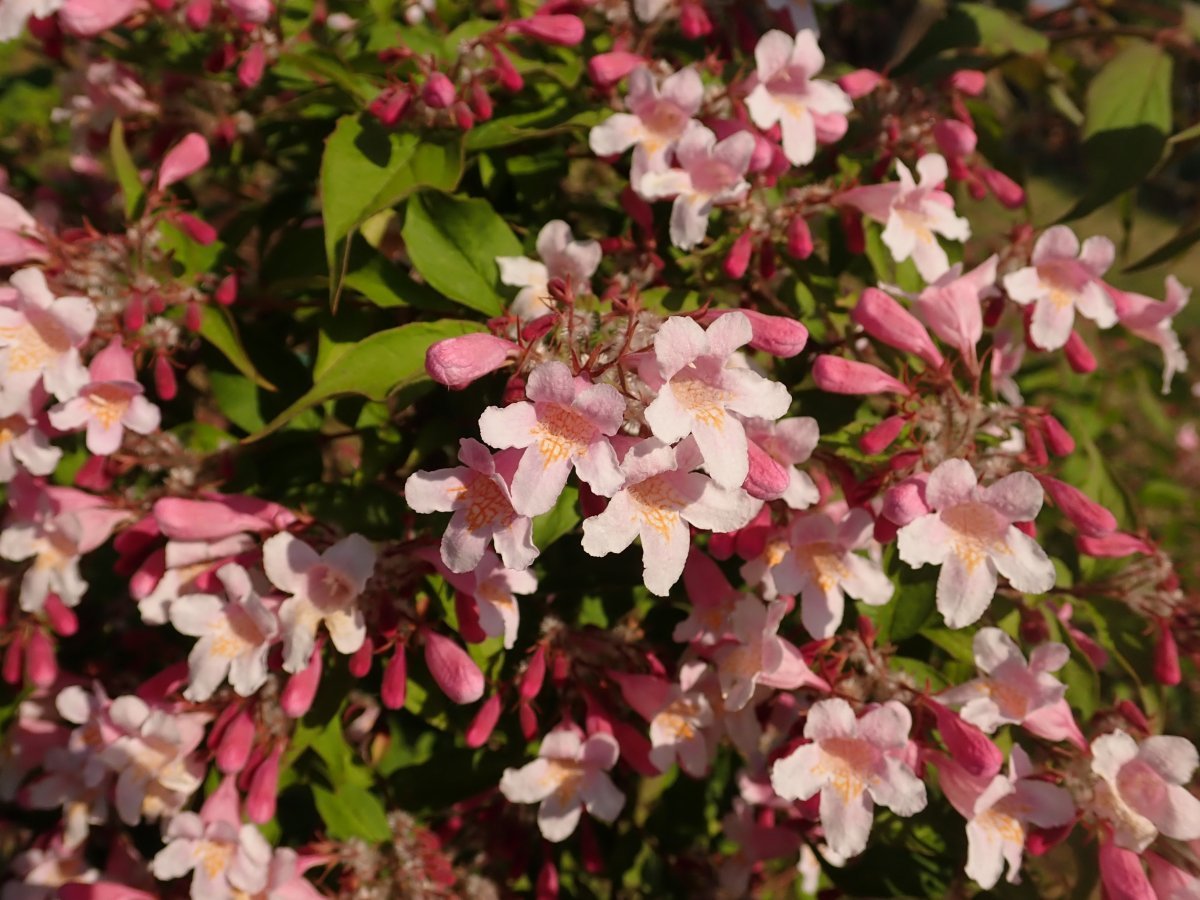 Кольквиция Пинк Клауд - фото 7