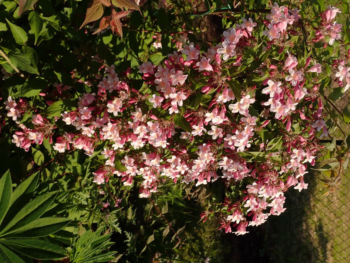 Кольквиция Пинк Клауд - фото 5