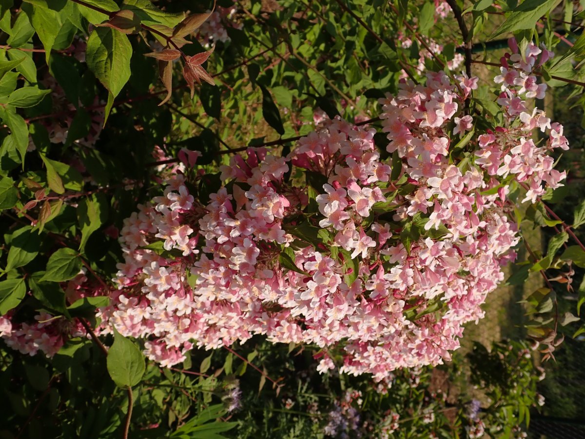 Кольквиция Пинк Клауд - фото 11