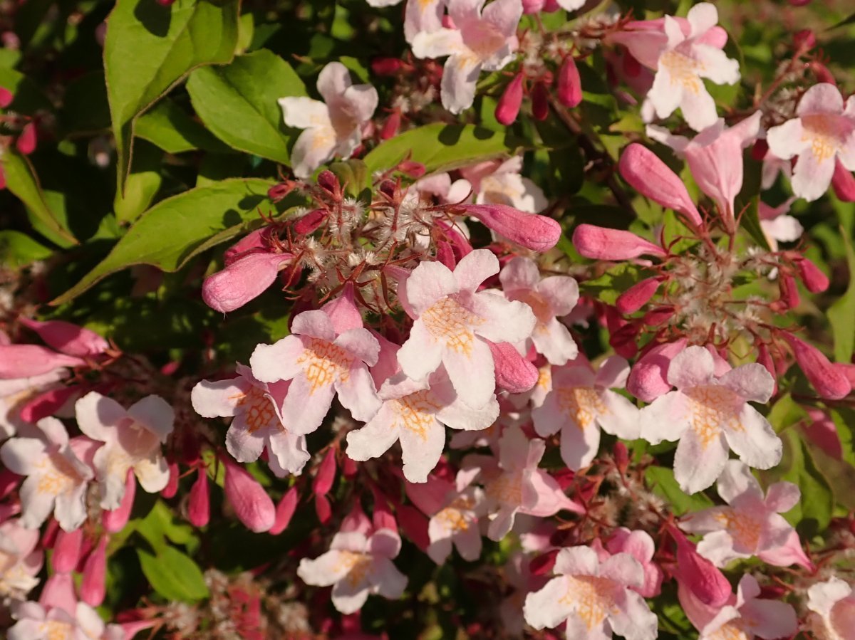 Кольквиция Пинк Клауд - фото 8